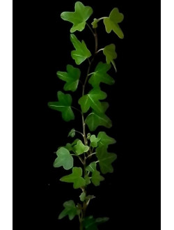 Hedera Oak Leaf mini