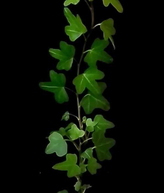 Hedera Oak Leaf mini