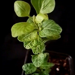 Hedera Very Merry mini