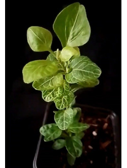 Hedera Very Merry mini