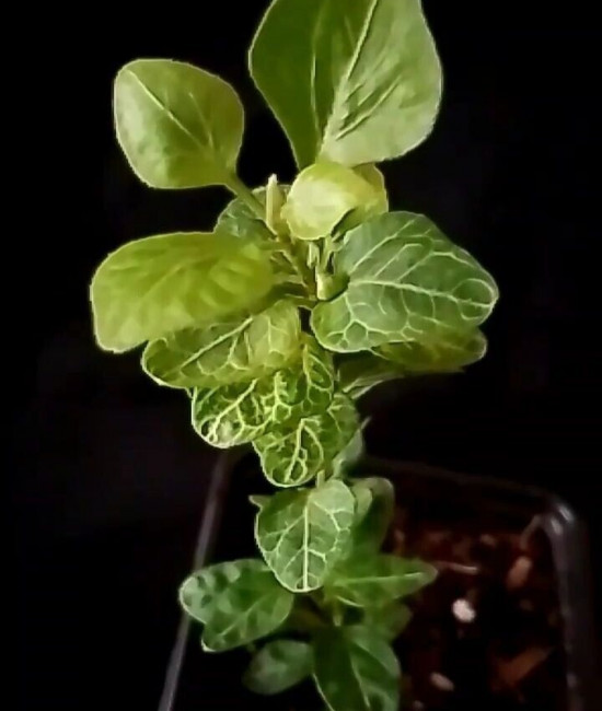 Hedera Very Merry mini