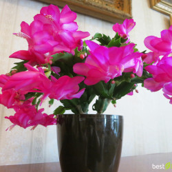 Schlumbergera Carneval Brasil