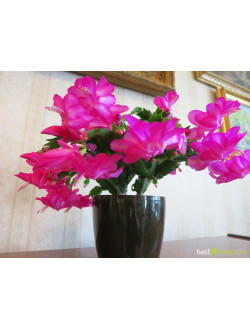 Schlumbergera Carneval Brasil
