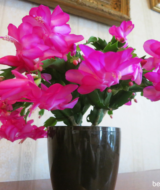 Schlumbergera Carneval Brasil
