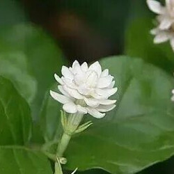 JASMIN SAMBAC MALI chat