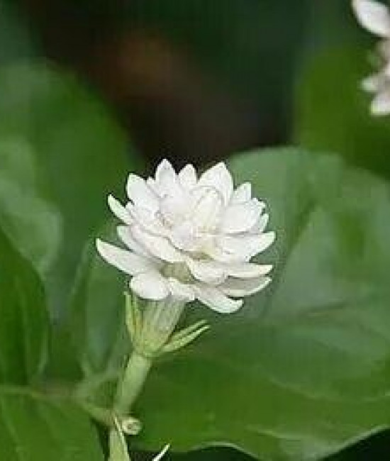 JASMIN SAMBAC MALI chat