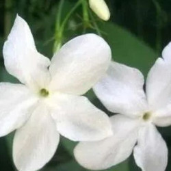 Jasminum De Grass