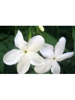 Jasminum De Grass