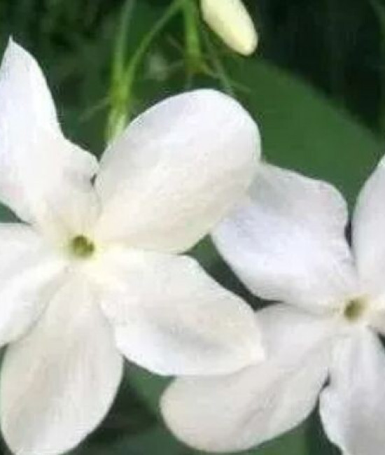 Jasminum De Grass