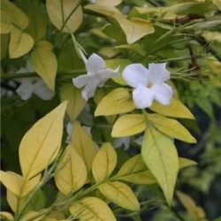 Jasminum Fiona Sunrise 