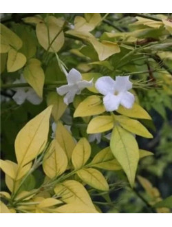 Jasminum Fiona Sunrise 
