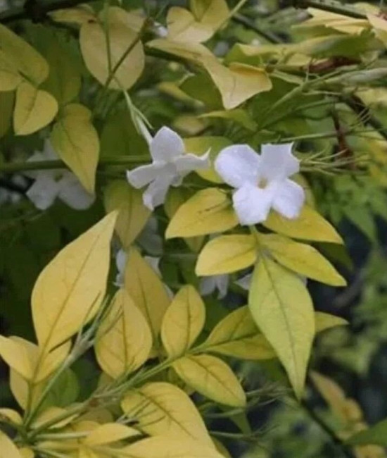 Jasminum Fiona Sunrise 