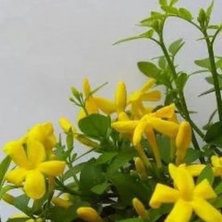Jasminum Fruticans