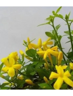 Jasminum Fruticans