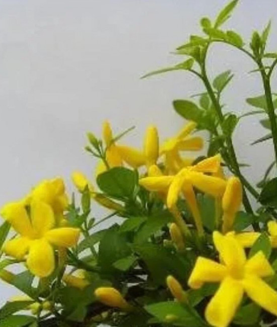 Jasminum Fruticans