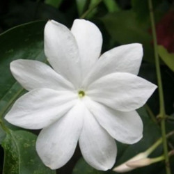 Jasminum Nobile