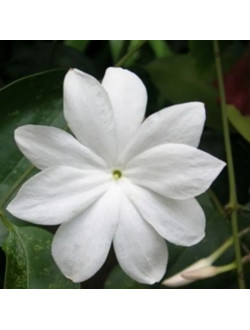Jasminum Nobile
