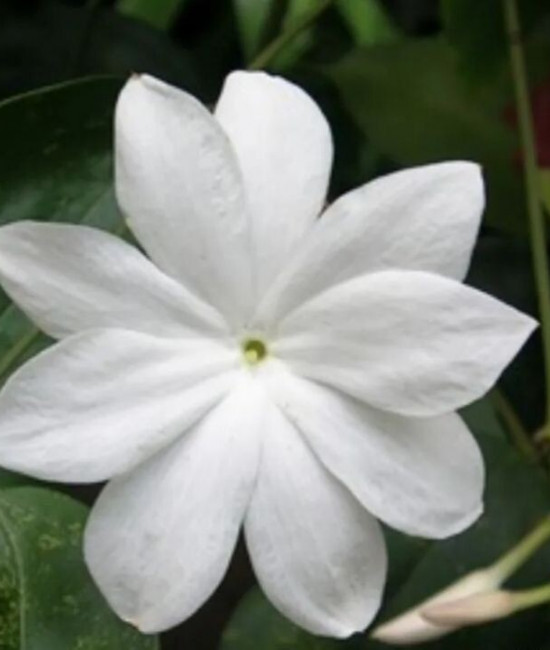 Jasminum Nobile