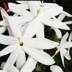 Jаsminum Nidiflоrum Аlba