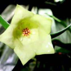 Hoya sammannaniana