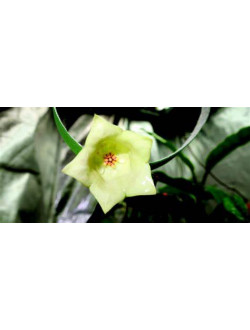 Hoya sammannaniana