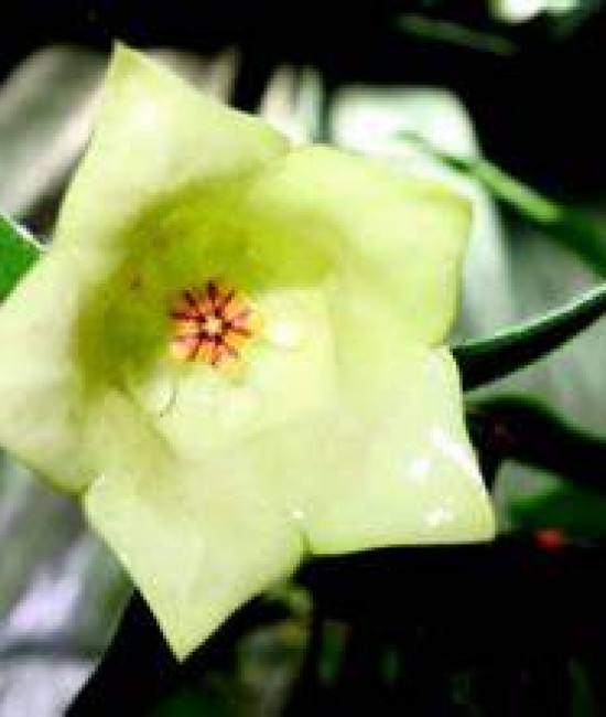 Hoya sammannaniana