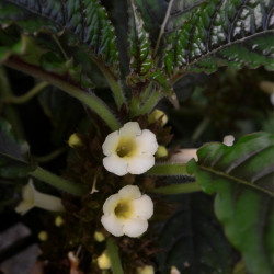 nautilocalyx forgetii