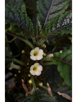 nautilocalyx forgetii