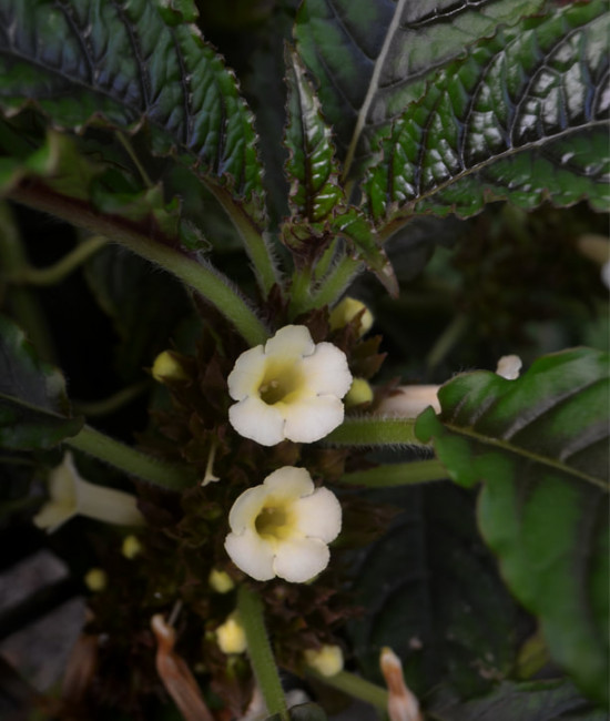 nautilocalyx forgetii