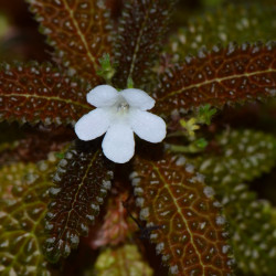nautilocalyx pemphidius