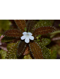 nautilocalyx pemphidius