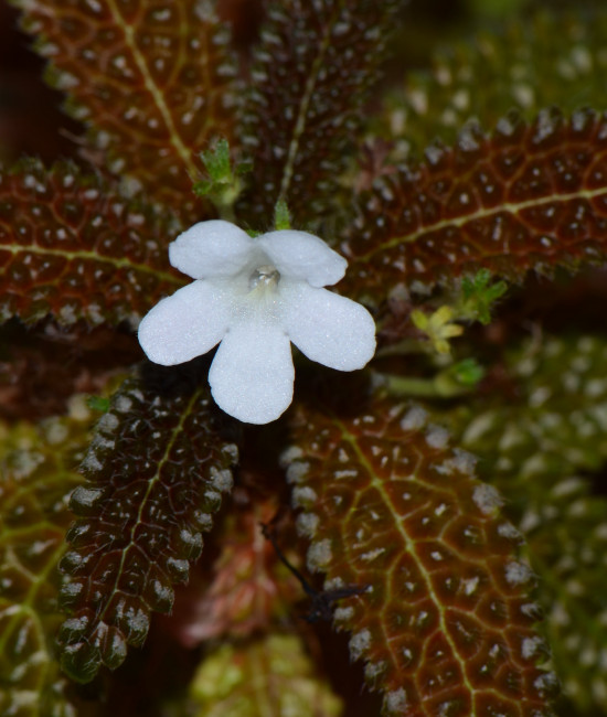 nautilocalyx pemphidius