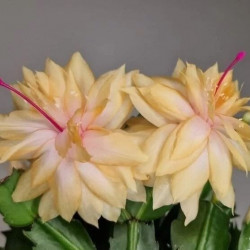 Schlumbergera Sunshine