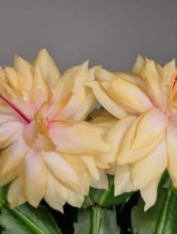 Schlumbergera Sunshine