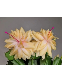 Schlumbergera Sunshine