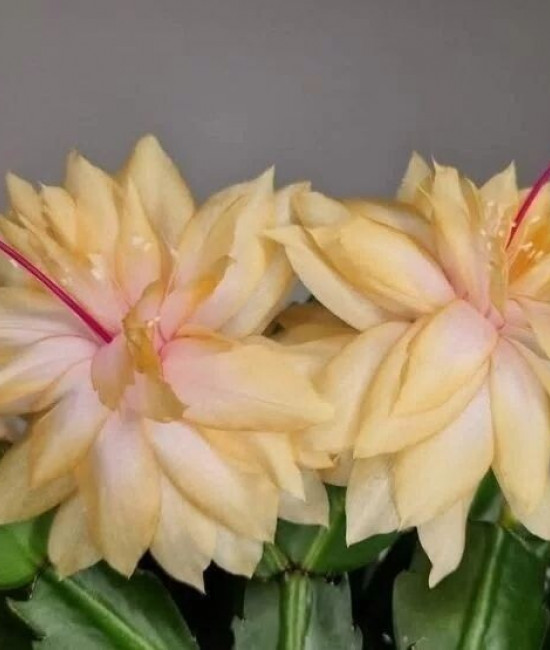 Schlumbergera Sunshine