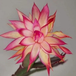 Schlumbergera AN057