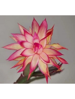 Schlumbergera AN057