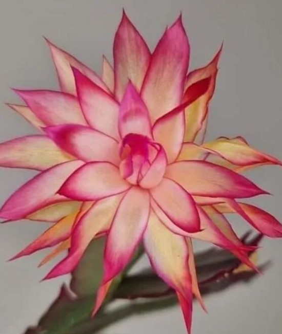 Schlumbergera AN057