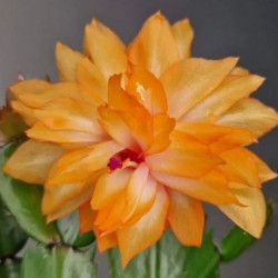 Schlumbergera AN 040