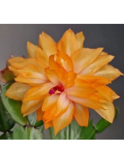 Schlumbergera AN 040