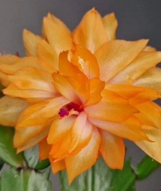 Schlumbergera AN 040
