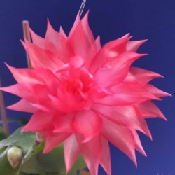 Schlumbergera hybrid 'Double Mango