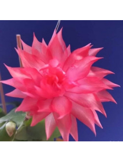 Schlumbergera hybrid 'Double Mango