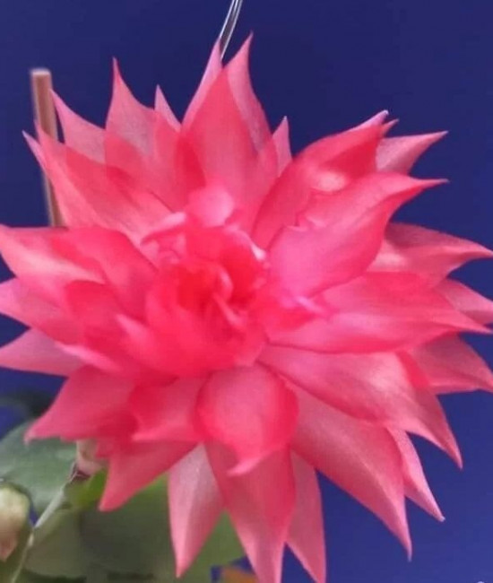 Schlumbergera hybrid 'Double Mango