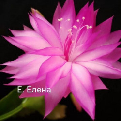 Schlumbergera AN 035