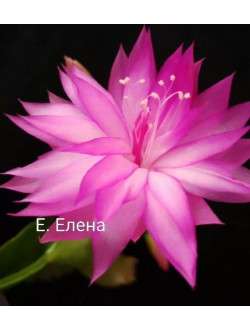 Schlumbergera AN 035