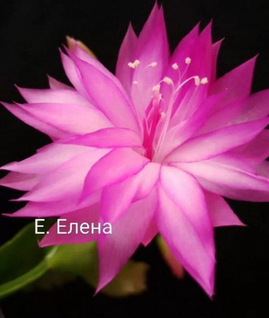 Schlumbergera AN 035