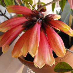 Tecomanthe dendrophylla cv. ‘Shannon