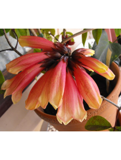 Tecomanthe dendrophylla cv. ‘Shannon